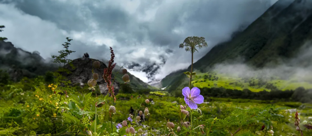 valley of flowers 